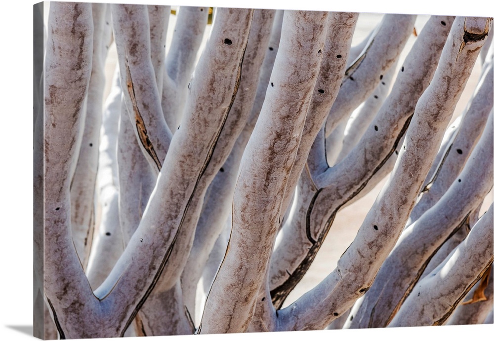 Africa, Namibia, Namib Rand area. Quiver Tree.