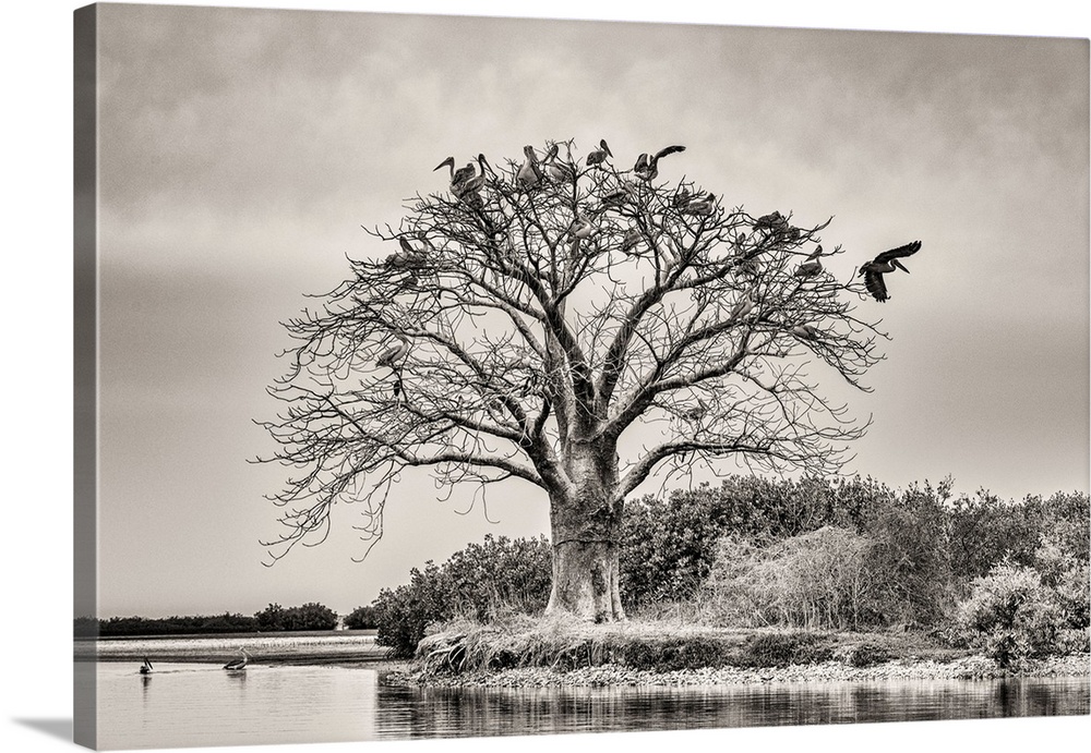 Africa, Senegal, Sine-Saloum-Delta. Sacred Tree With Birds.