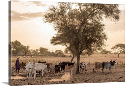 Africa, Senegal. Sunrise In A Fulani Village, Cattle Going Out