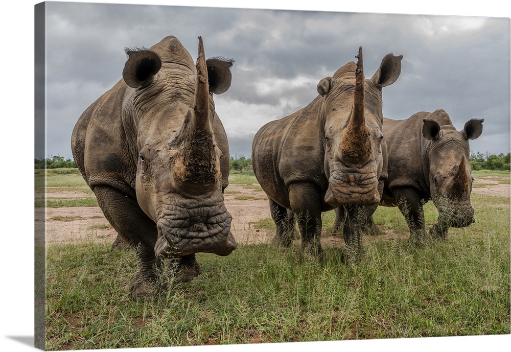 Africa, Southern Africa, South Africa, Swaziland, Black rhinoceros.