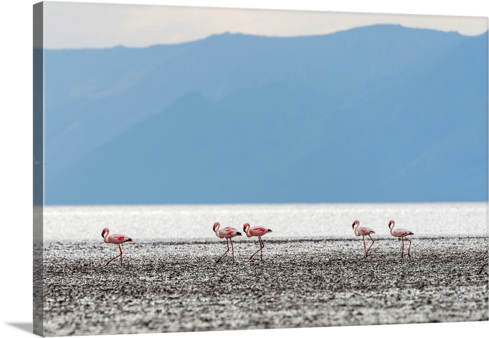 Africa, Tanzania, Eyasi Lake. Lesser flamingos.