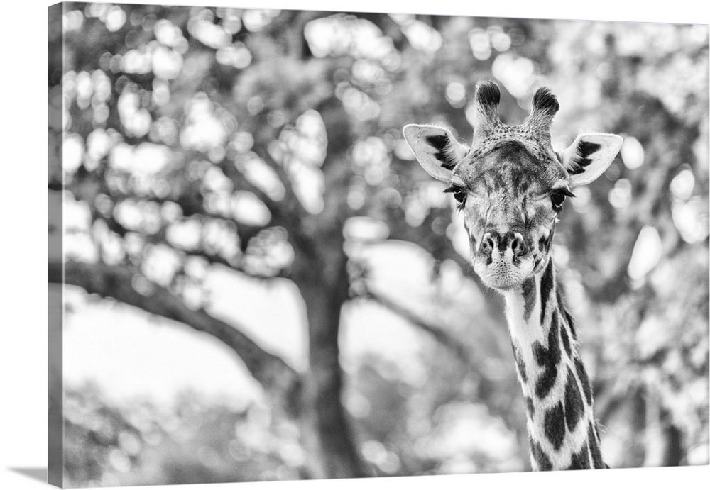 Africa, Tanzania, Katavi National Park. Black and white portrait of a female giraffe.