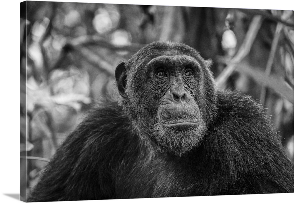 Africa, Tanzania, Mahale Mountains National Park. A black and white portrait of a male chimpanzee.