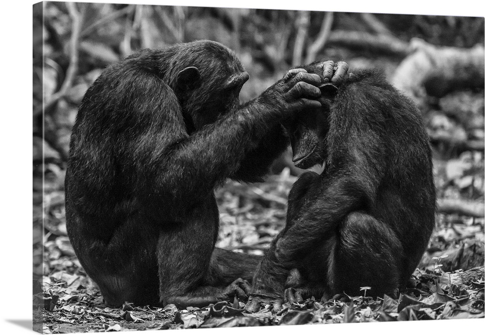 Africa, Tanzania, Mahale Mountains National Park. Black and white picture of two chimps grooming.