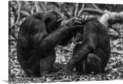 Africa, Tanzania, Mahale Mountains National Park, Two Chimps Grooming