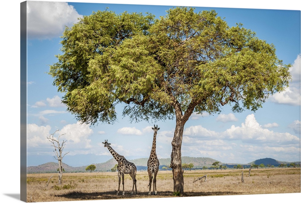 Africa, Tanzania, Mikumi National Park. Giraffes under an acacia tree.