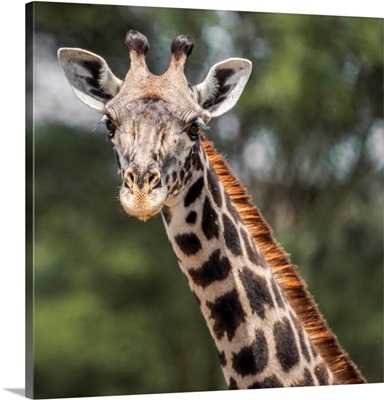 Africa, Tanzania, Tarangire National Park, A Masai Giraffe, Watching