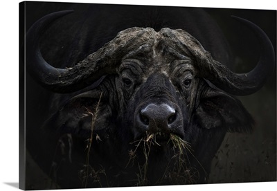 African Buffalo Or Cape Buffalo (Syncerus Caffer) In Lake Nakuru National Park