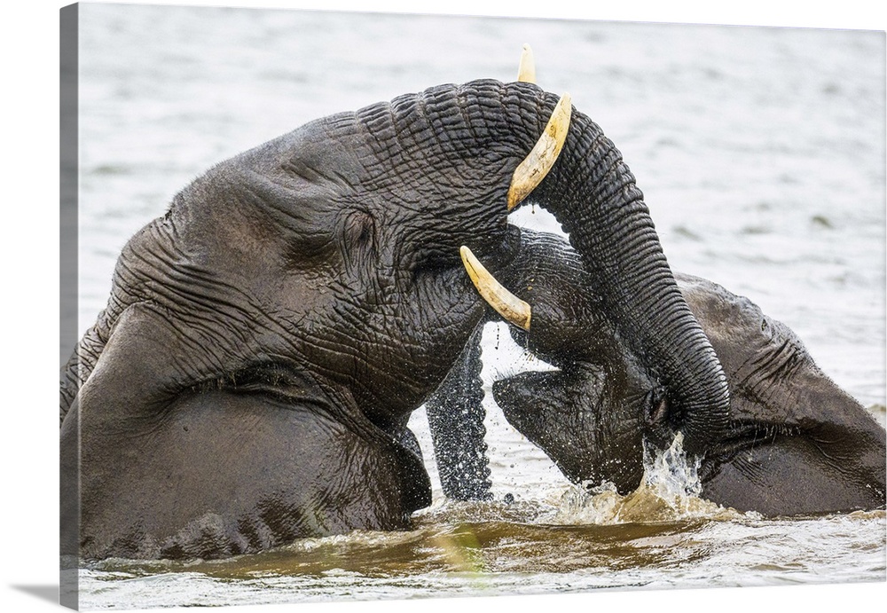 African bush/savannah elephant (Loxodonta africana), Zimanga Private Game Reserve, Mkuze, KwaZulu Natal, South Africa