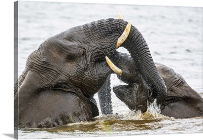 African Bush/Savannah Elephant, Zimanga Private Game Reserve, South Africa