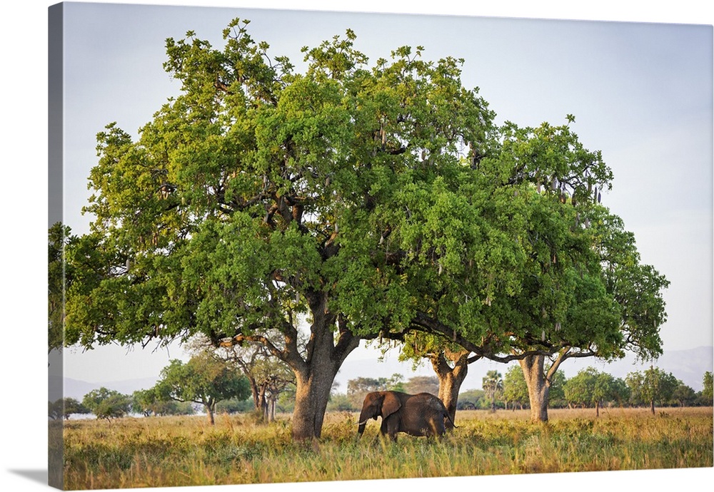 Uganda, Kidepo. An African elephant feeding on seed pods beneath a sausage tree in the Kidepo Valley National Park which c...