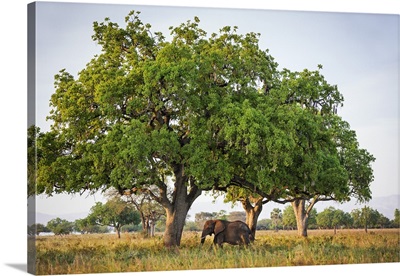 African elephant eating seed pods beneath a sausage tree in Kidepo Valley National Park