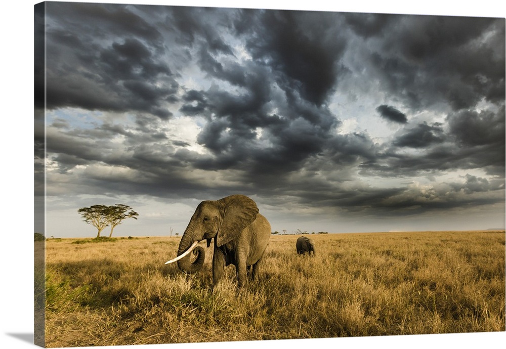 African elephant with calf grazing at sunset in Southern Serengeti plains, as a thunderstorm is approaching.