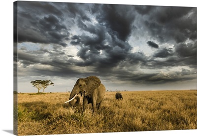 African elephant with calf grazing at sunset in Southern Serengeti plains