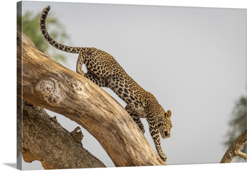 Africa, Uganda, Karamoja. Kidepo Valley National Park. An african Leopard leaving his tree