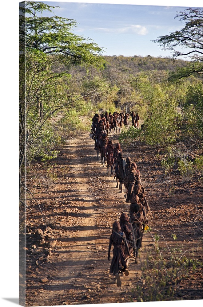 After 2-3 months seclusion, Pokot initiates leave their camp in single file to celebrate Ngetunogh. They must wear goatski...