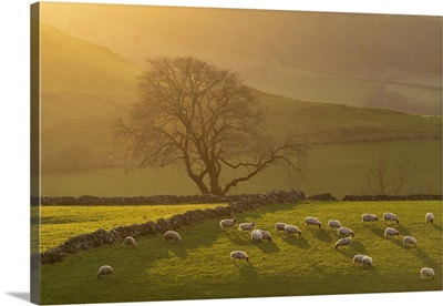 Afternoon Sunshine On Grazing Sheep, Peak District National Park, Derbyshire, England