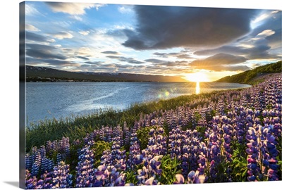 Akureyri, Northern Iceland. Fields of lupins and midnight sun