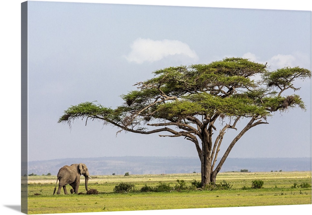 Kenya, Kajiado County, Amboseli National Park. An African elephant approaches a large Acacia tree.