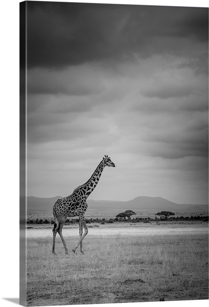 Amboseli Park, Kenya, Italy A giraffe shot in the park Amboseli, Kenya, shortly before a thunderstorm.