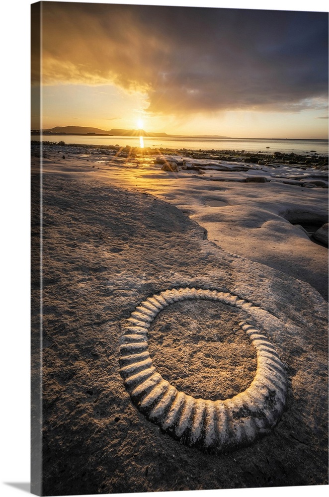 Ammonite Fossil, Ammonite Graveyard, Monmouth Beach, Lyem Regis, Jurassic Coast World Heritage Site, Dorset, England, UK.