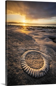 Ammonite Fossil, Monmouth Beach, Lyem Regis, Dorset, England, Uk image thumbnail