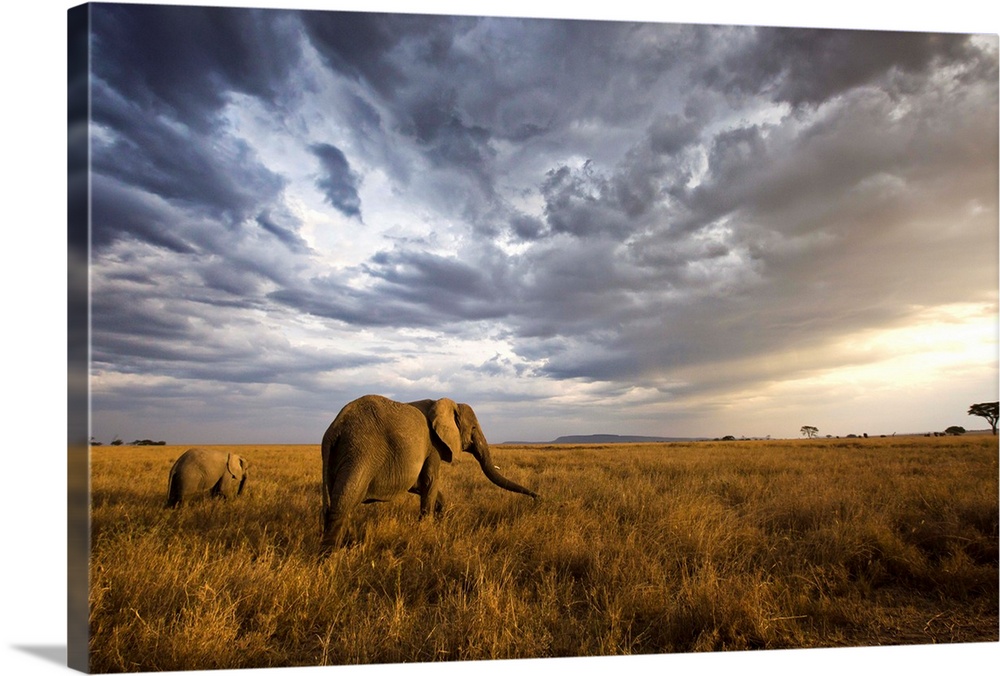 An african elephant at sunset in the Serengeti national park, Tanzania, Africa.