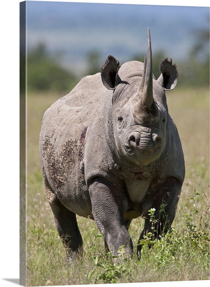 An alert black rhino. Mweiga, Solio, Kenya.