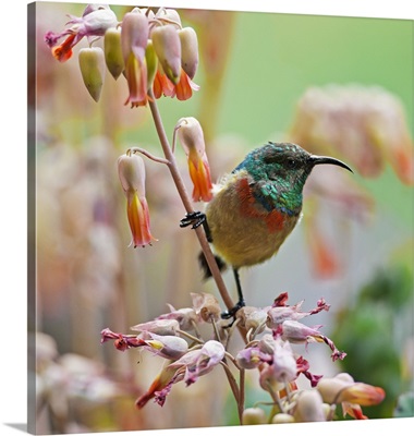 An Eastern Double-collared Sunbird