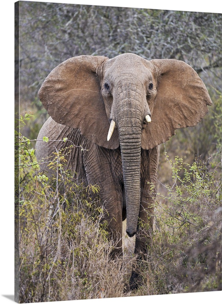 Kenya, Laikipia County, Laikipia. A female elephant with raised head and outstretched ears warns visitors not to approach ...