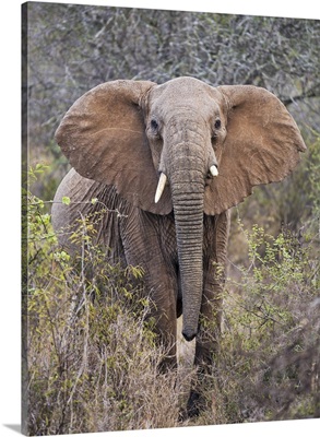 An elephant with raised head and open ears warns visitors not to approach any closer