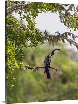 An Indian Darter and two Pied Kingfishers in Yala National Park