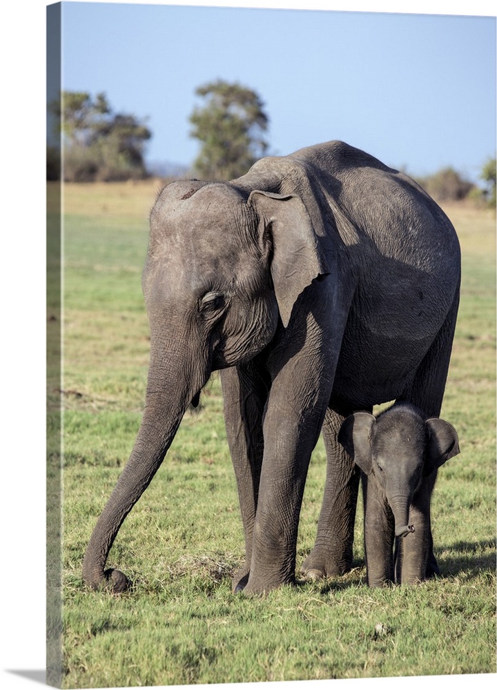 An Indian elephant mother and baby at Minneriya National Park, Sri Lanka.