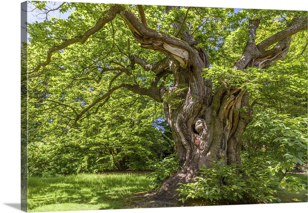 Ancient sweet chestnut in Sheffield Park Garden, East Sussex, England.