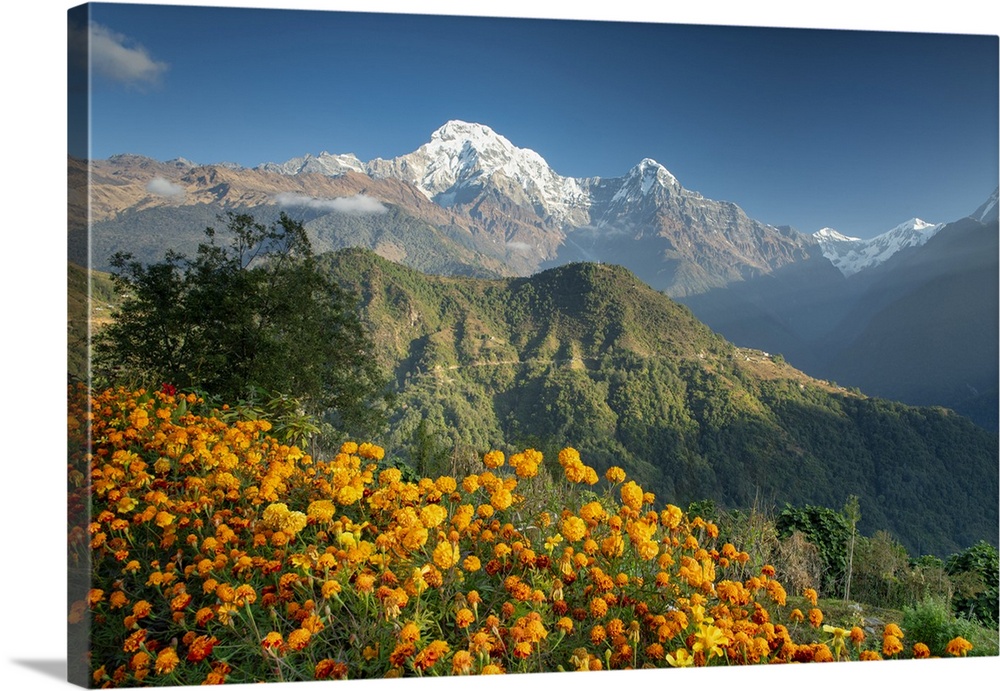 Annapurna South with Marigolds, Ghandruk, Nepal, Asia