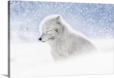 Arctic Fox In Heavy Snowfall, Pyramiden, Billefjorden, Svalbard