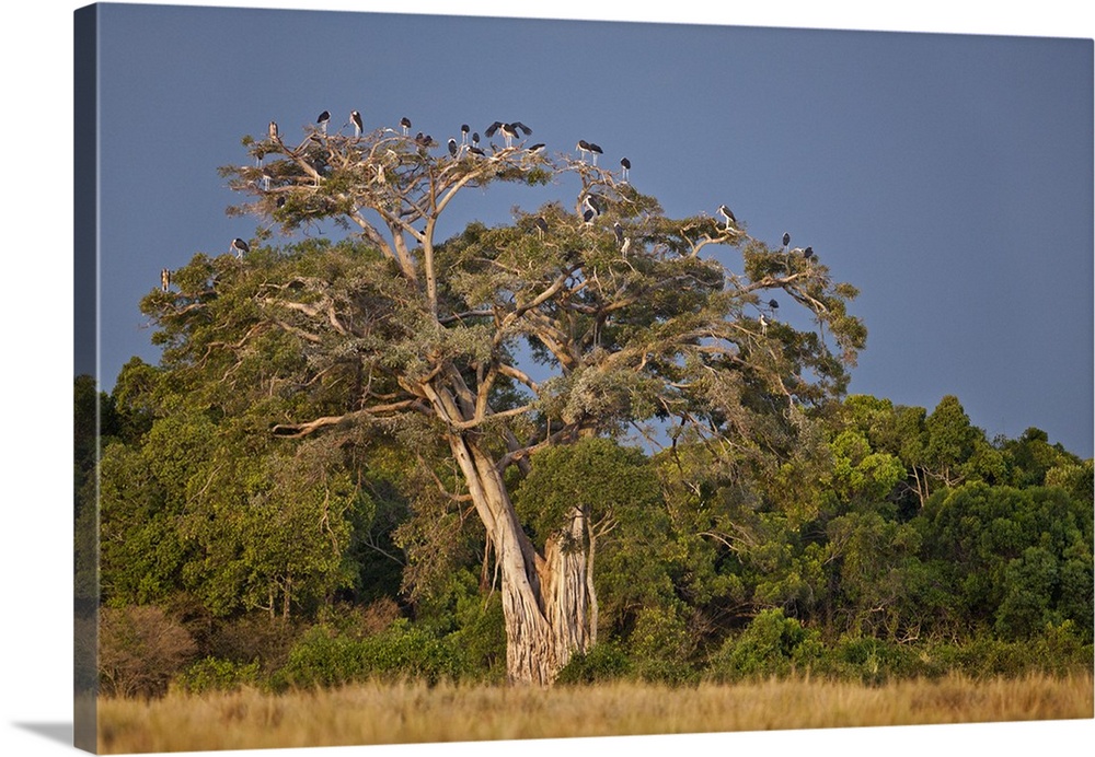 As dusk approaches, Marabou storks roost in large wild fig tree near the Mara River.