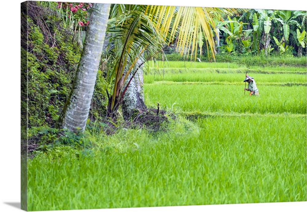 Asia, South East Asia, Indonesia, Bali, Tegalalang Rice Terraces.