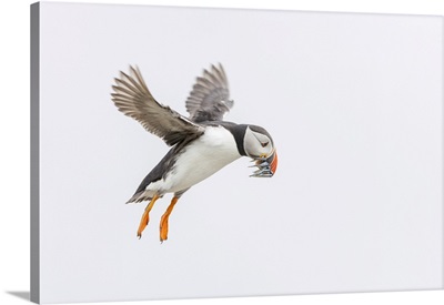 Atlantic Puffin In Flight Carrying Sandeels, Isle Of May, Firth Of Forth, Scotland, UK
