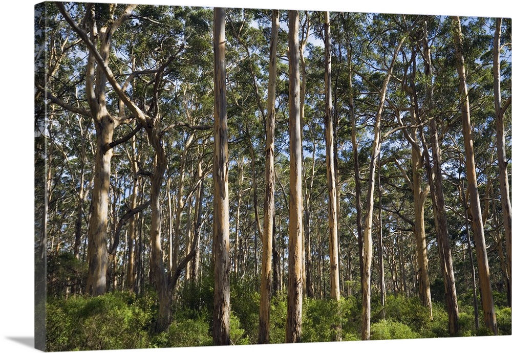 Australia, Western Australia, Leeuwin-Naturaliste National Park, Boranup. Boranup Karri tree Forest.