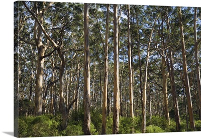Australia, Leeuwin-Naturaliste National Park, Boranup, Boranup Karri tree Forest