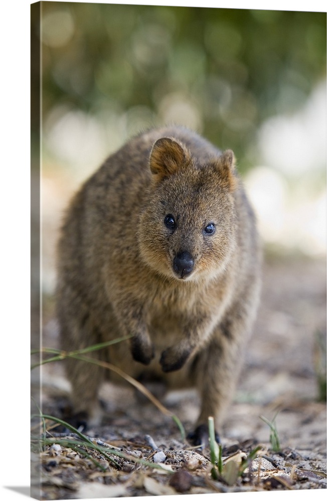 Australia, Western Australia, Rottnest Island. A Quokka (Setonix brachyurus) - a small marsupial native only to Rottnest I...