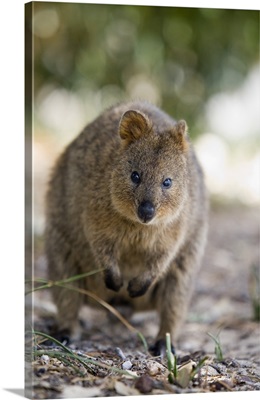 Australia, Rottnest Island, A Quokka - a small marsupial native only to Rottnest Island