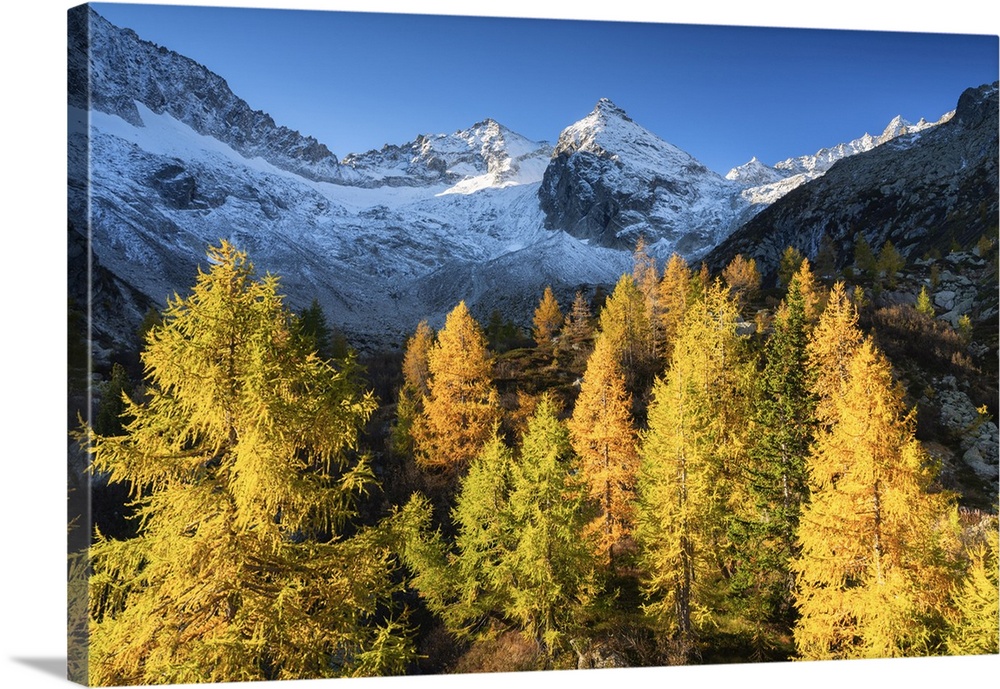 Autumn in Presena, Tonale pass in Trentino alto Adige, Italy