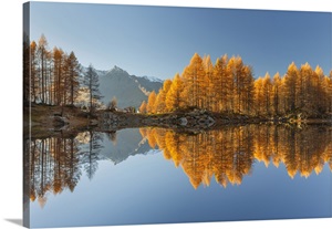 Autumn Larches Reflected On Azzurro Lake, Lombardy, Italy image thumbnail