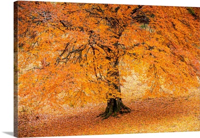 Autumn Tree In Baremone, Province Of Brescia, Lombardy, Italy