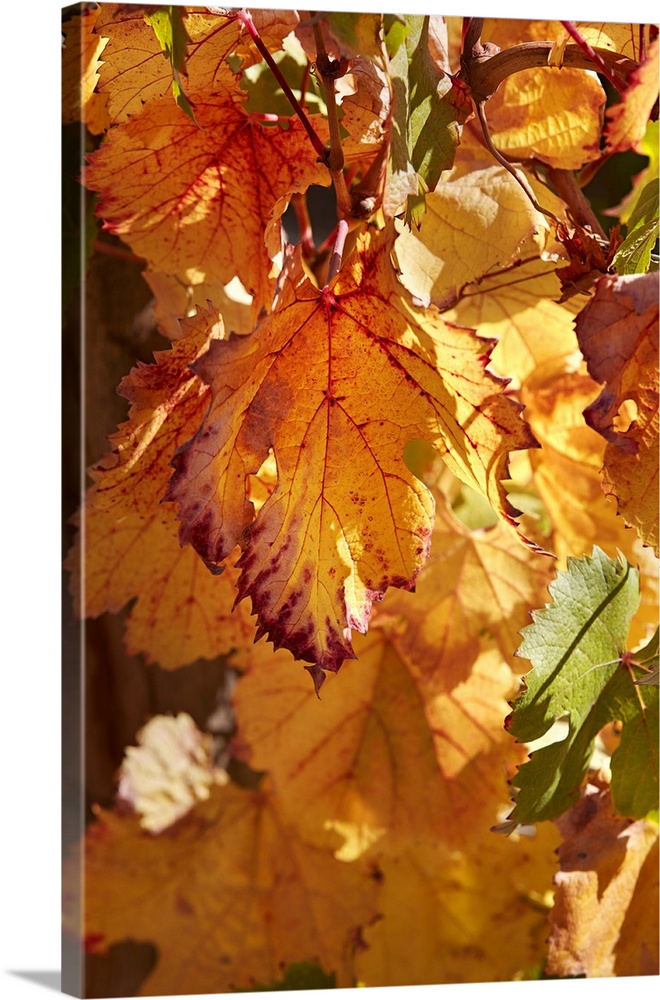 Autumn vine leaves at the Bodega Colome winery, near Molinos, Calchaqui Valleys, Salta province, Argentina.