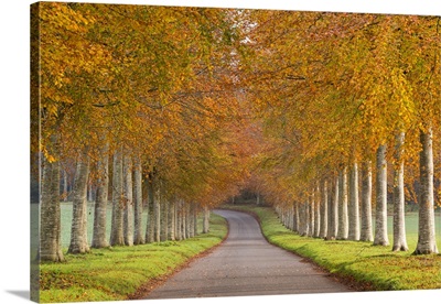 Avenue of colourful trees in autumn, Dorset, England