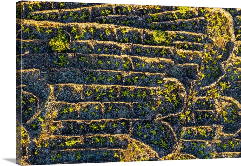 Pico island, Azores, Portugal. Vineyards of Landscape of the Pico Island Vineyard Culture. UNESCO site.