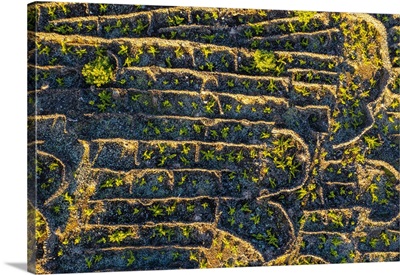 Azores, Portugal, Vineyards Of Landscape Of The Pico Island Vineyard Culture